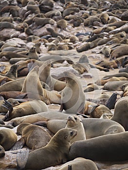 Namibia, Skeleton coast