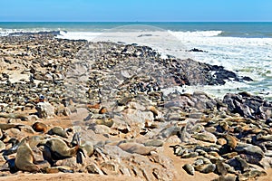 Namibia. Skeleton Coast. Cape fur seal colony at Cape Cross