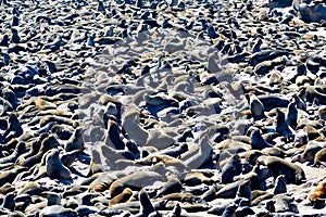 Namibia. Skeleton Coast. Cape fur seal colony at Cape Cross