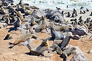 Namibia. Skeleton Coast. Cape fur seal colony at Cape Cross