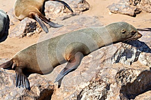 Namibia. Skeleton Coast. Cape fur seal colony at Cape Cross