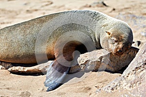 Namibia. Skeleton Coast. Cape fur seal colony at Cape Cross