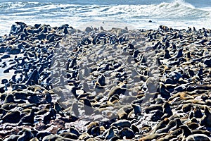 Namibia. Skeleton Coast. Cape fur seal colony at Cape Cross