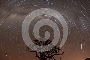 Namibia Star Trail over Quivertree Forest photo