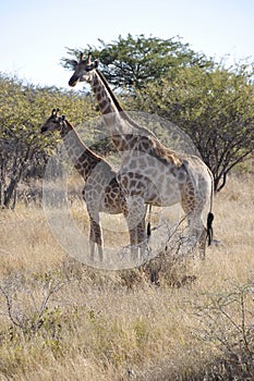 Namibia: There are more than 2000 girafs in the Etosha National park
