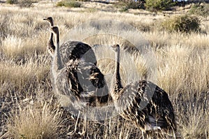 Namibia: young ostriches at the Lake Oanob Resort