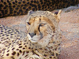Namibian Cheetah Gaze