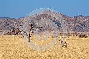 Namibian desert