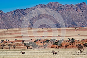 Namibian desert