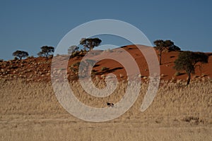 Namibian desert