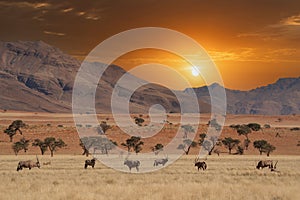 Namibian desert