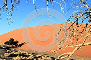 Namibian desert