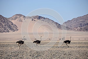 Sossusvlei - Ostrich`s running - Namibia - 2017