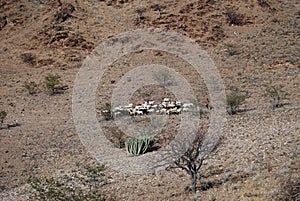 Namibian Desert Overland Cattle