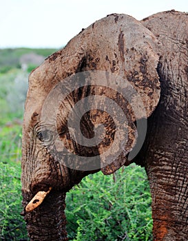Namibian Elelphant