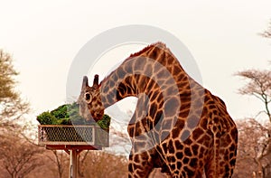 Namibian giraffe in the African savannah eats green grass on a sunny day