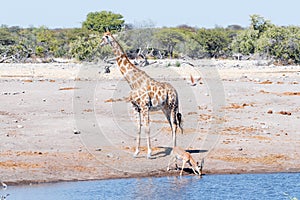 Namibian giraffe and black-faced impala ram, at waterhole