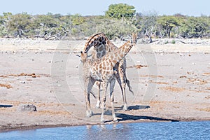 Namibian giraffe bull tests the reproductive condition of a female
