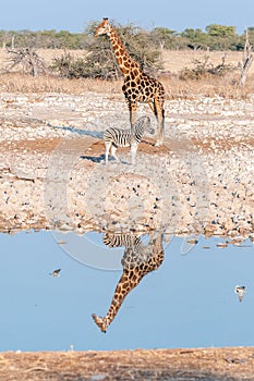 Namibian giraffe and Burchells zebra with reflections in water