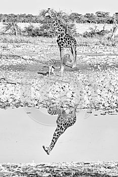 Namibian giraffe and Burchells zebra with reflections in water. Monochrome