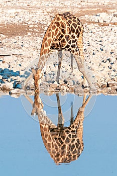 Namibian giraffe drinking water