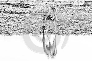 Namibian giraffe drinking water at a waterhole at sunset. Monochrome