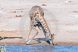 A Namibian giraffe, giraffa camelopardalis angolensis, drinking