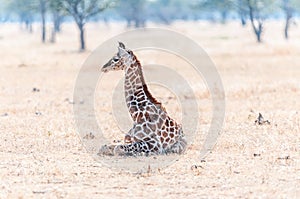 Namibian giraffe lying on the grass