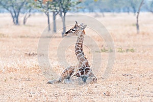 Namibian giraffe lying on the grass