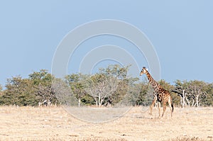 Namibian giraffe walking against a backdrop of mopani trees