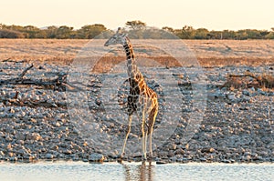 Namibian Giraffe at a waterhole in Northern Namibia at sunset