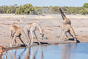 Namibian giraffes drinking water at a waterhole