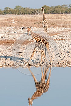 Namibian giraffes at a waterhole with reflection visible