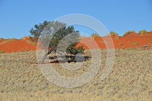 Namibian nature, Africa