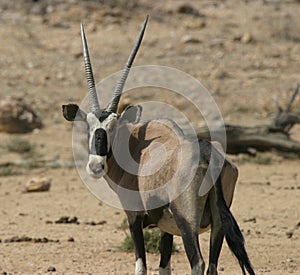 Namibian oryx antelope