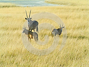 Namibian Oryx