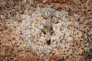 Namibian rock agama, Agama planiceps, greenish lizard, mating female posing on yellow granite rock in typical desert environment.