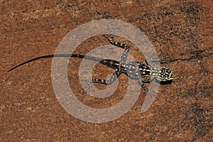 Namibian Rock Agama - Namibia