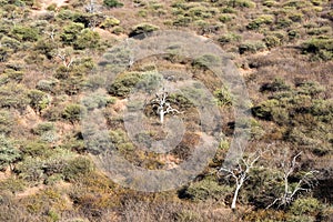 Namibian savanna woodlands view from the top of Waterberg Plateau photo