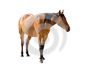 namibian wild horse from garub desert isolated on white background