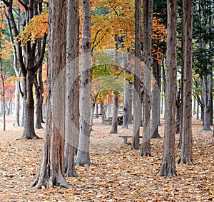 Namiseom island in autumn