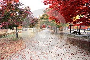 Namiseom island in autumn