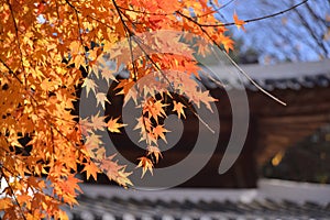 Namisum Island red Maple tree