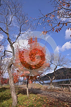 Namisum Island red Maple tree