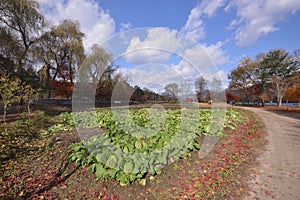 Namisum Island South cabbage field