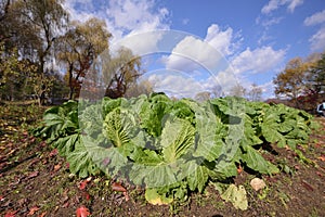 Namisum Island South cabbage field