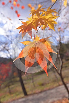 Namisum Island South Korea maple