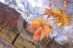 Namisum Island South Korea maple