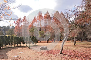 Namisum Island South Korea maple red leaf