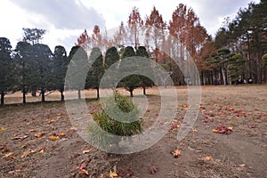 Namisum Island South Korea maple red leaf